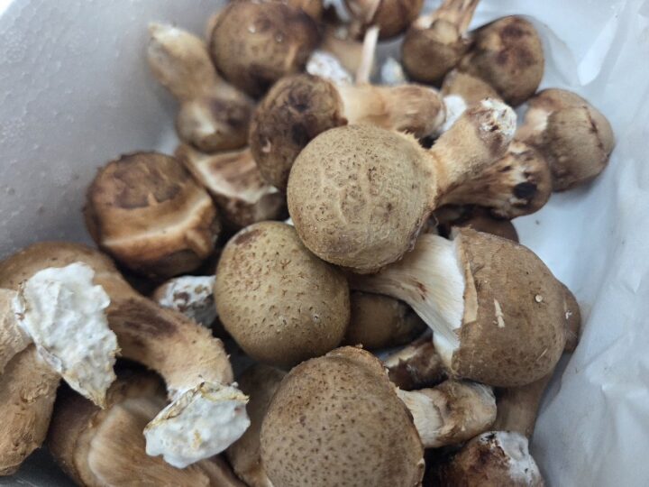 *가정용*참송이버섯500g(1box)-[4월23일/목요일수령]