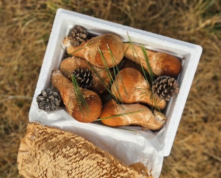 *최상품*참송이버섯500g(1box)-[4월23일/목요일수령]